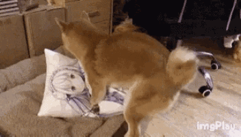 Doge Hump GIF - Doge Hump Pillow GIFs