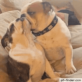 Dogs Kisses GIF - Dogs Kisses When Your In The Mood But Bae Is Tired GIFs