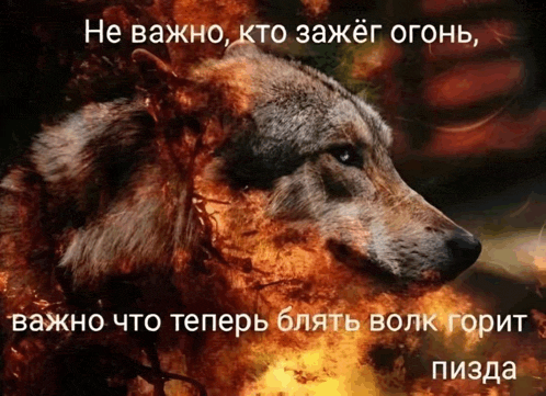 a picture of a wolf surrounded by flames with a foreign language caption