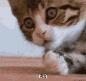 a close up of a cat 's face with the word no in the corner .