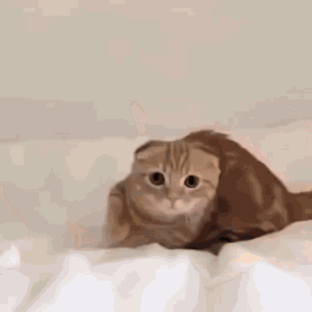 Cat Cat Jump GIF - Cat Cat Jump Cat Jumping GIFs