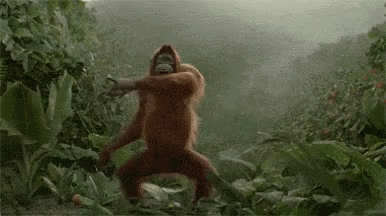 Monkey Gorilla GIF - Monkey Gorilla Funny GIFs