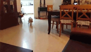 Wasted Puppy GIF - Puppy Wasted Funny GIFs