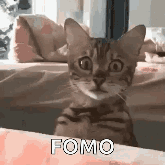 Cute Cat GIF - Cute Cat Peep GIFs