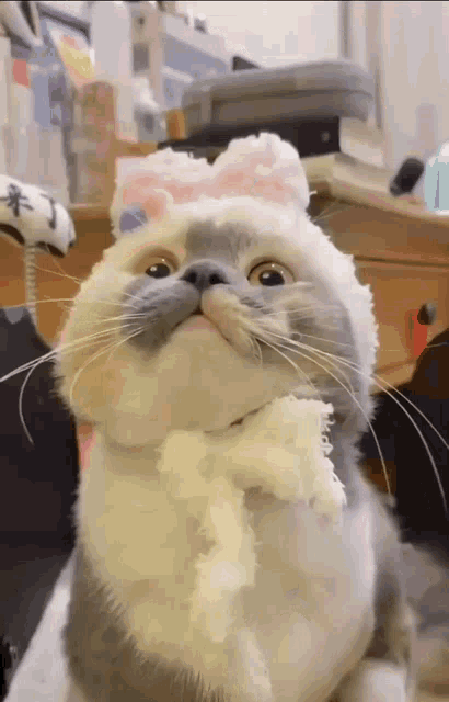 Cat Meow GIF - Cat Meow Cute Cat GIFs