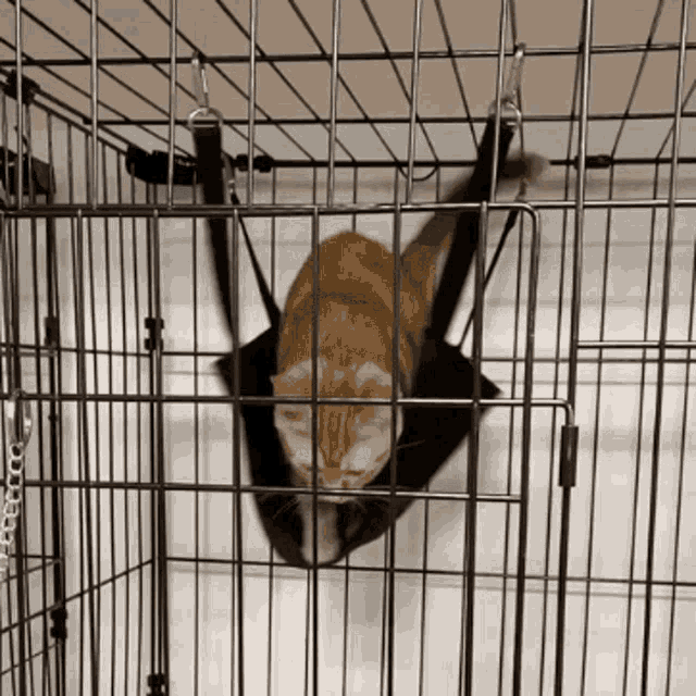 a cat in a cage with a hammock attached to it