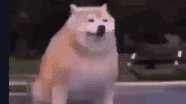 a dog with a mustache is standing on a sidewalk .