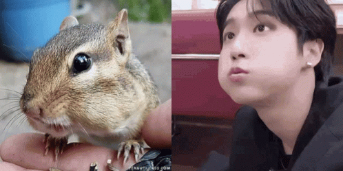 Han Jisung Squirrel GIF - Han Jisung Squirrel Jeekies GIFs