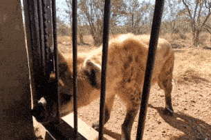 a hyena in a cage looking through the bars at something
