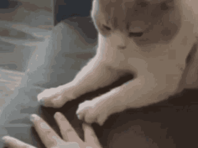 a cat is playing with a person 's hand while sitting on a couch .