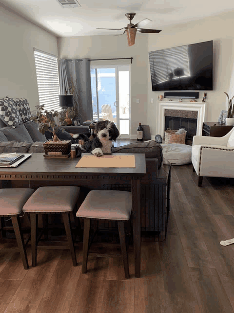 a dog sits on a table in a living room next to a couch