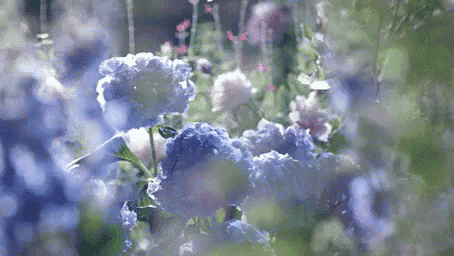 a close up of a bunch of blue flowers in a field