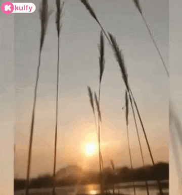 the sun is setting behind some tall grass and a body of water .