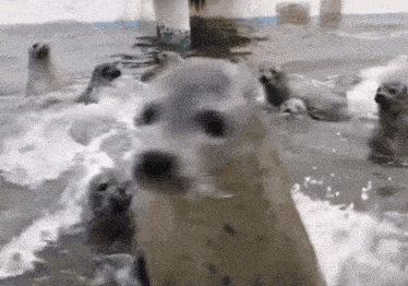 a group of seals are swimming in the water and one is looking at the camera .