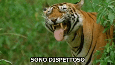 Dispettoso Fare Dispetti Tigre Che Ride Animali GIF - Spiteful Naughty To Spite GIFs