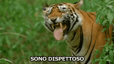 a tiger with its tongue hanging out and the words sono dispettoso below it .