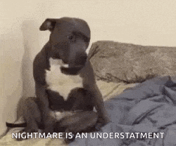 a dog is sitting on a bed with a blanket on it .