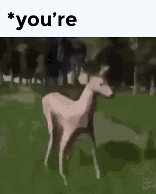 Youre Bruh Deer GIF - Youre Your Bruh Deer GIFs