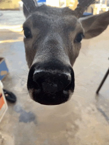 a close up of a deer 's nose on a concrete floor