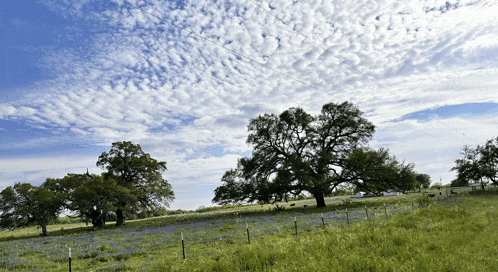 a fenced in field with trees and a blue sky with clouds