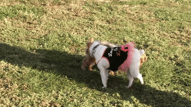 a dog wearing a black shirt that says ' i love you ' on it
