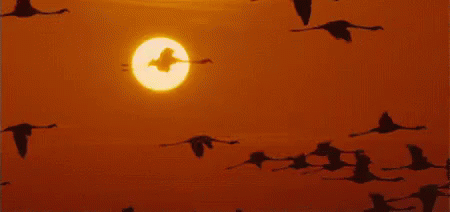 Flamengos Volando En El Sol GIF - Migration Migrating Flamingos Flying Away GIFs