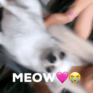 a white cat with a pink heart and the word meow below it