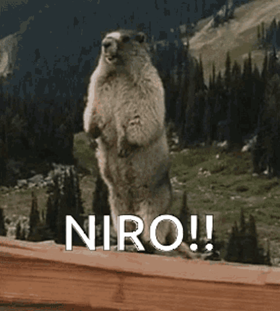 Niro GIF - Niro GIFs
