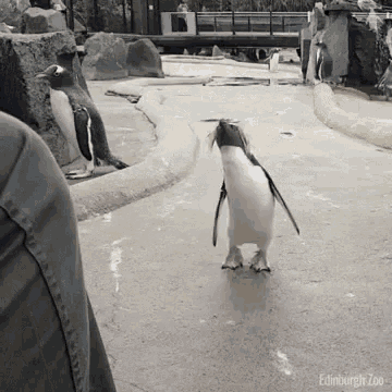Penguin Jump GIF - Penguin Jump GIFs