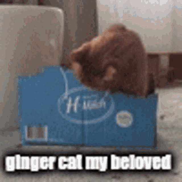 C418 Ginger Cat GIF - C418 Ginger Cat Cat GIFs
