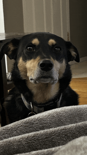 a close up of a black and brown dog laying on a blanket