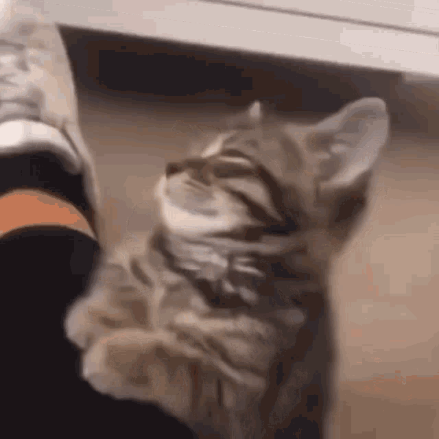 a cat is standing next to a person 's foot and looking up at the camera .