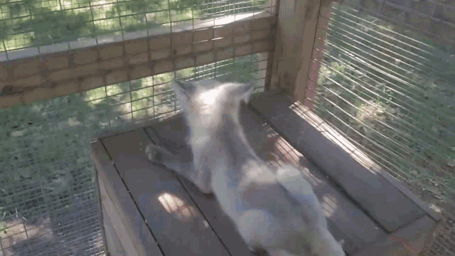 a person petting a rabbit in a cage with a wire fence