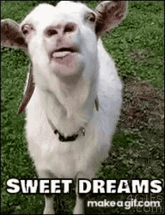 Sweet Dreams GIF - Sweet Dreams Goat GIFs