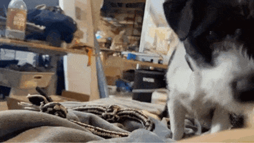 a black and white dog is sniffing a snake on a person 's lap .