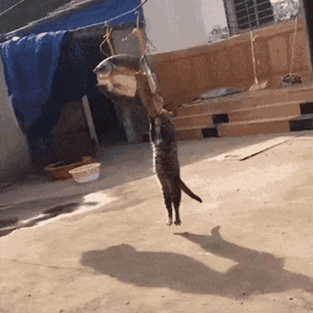 Cats Greed Five GIF - Cats Greed Five GIFs
