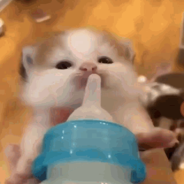 Milk Kitty GIF - Milk Kitty Drinky GIFs
