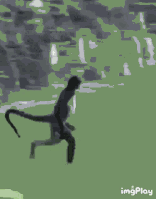 a silhouette of a person standing in a grassy field with imgplay written on the bottom