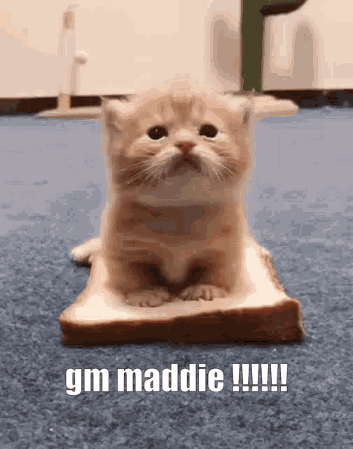 Maddie Gm Maddie GIF - Maddie Gm Maddie Good Morning Maddie GIFs