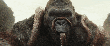 a gorilla with a heart shaped nose is holding a large octopus in its mouth