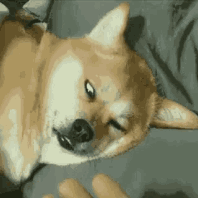 a shiba inu dog is laying on its back on a bed .
