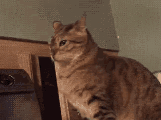 Let Me Out Hey GIF - Let Me Out Hey Cats GIFs