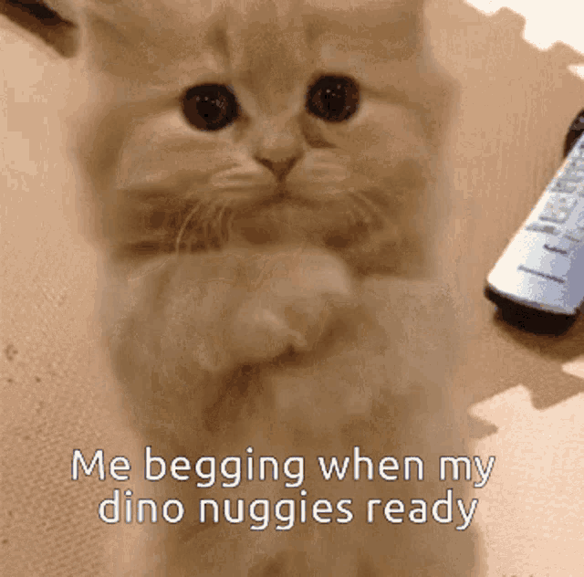 Cute Cat Dino Nuggies GIF - Cute Cat Dino Nuggies Begging GIFs