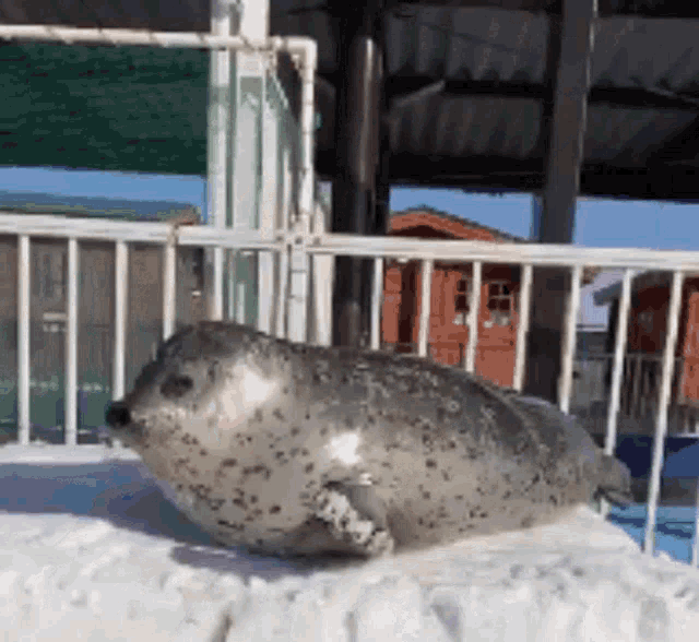 Seal Stand GIF - Seal Stand Cute GIFs