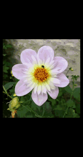 a close up of a pink and yellow flower with a yellow center