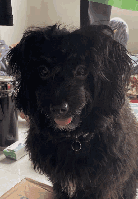 a small black dog with its tongue hanging out looking at the camera