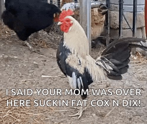 a rooster standing in the dirt with the words i said your mom was over here sukin fat cox n dix written on it