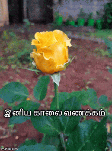 Good Morning Yellow Flower GIF - Good Morning Yellow Flower GIFs