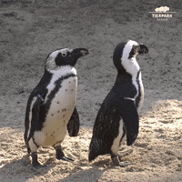 African Penguin Tail Wag Happy GIF - African Penguin Tail Wag Penguin Tail Wag GIFs