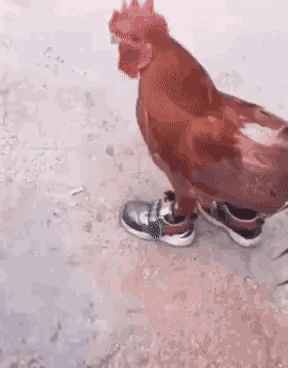 Chicken Bock GIF - Chicken Bock Running GIFs
